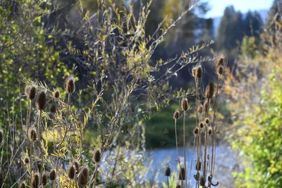 DSC_6537 (Large).JPG